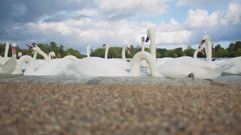 Low angle shot of white swans swimming in a calm lake under cloudy sky. Stock Footage 319620789