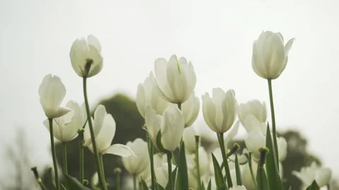 Low angle shot of white Tulips on a bright day Видео 333119766