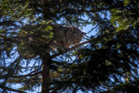 Low angle shot of a wild cat standing on a tree branch Stock Photos
