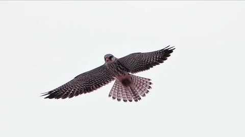 Low angle shot of a wild falcon bird of prey flying with fully spread wings Stock-Footage 348641808
