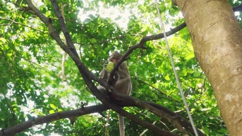 Low-Angle Shot of Wild Monkey Eating Green Guava on Tree Branch Stock-Footage 347681421
