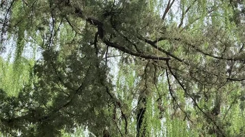 Low Angle Shot Of Willow Tree Branches Swaying In Spring Breeze At Beijing Zoo Stock Footage 310647952