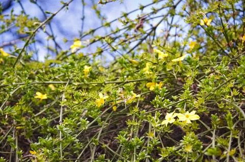 ​Low Angle Shot of Winter Jasmine with Yellow Flowers Against Blue Sky Fotos de archivo