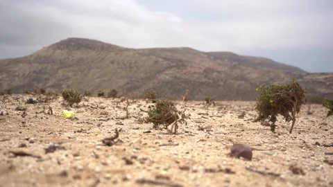 Low Angle Shot of Xerophyte Desert Plants and Plastic Litter in Arid Landscape Vídeos de archivo 334632196