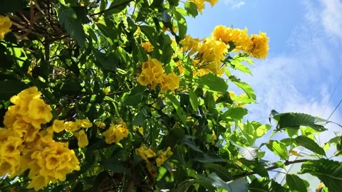 Low Angle Shot of Yellow Bells Flowers Against Blue Sky Stock Footage 345548574
