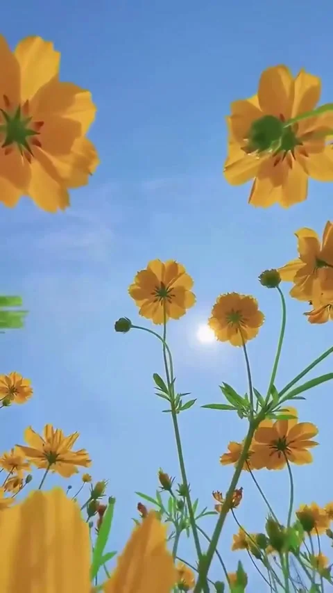 Low angle shot of yellow cosmos flowers swaying in gentle breeze under brig.. Video stock 320385764
