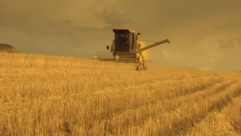 Low angle shot zoom out harvester harvesting wheat in wheatfield Stock Footage 310538562