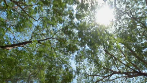 Low angle shots camera movement under trees with sunshine and blue sky Stock Footage 134746973