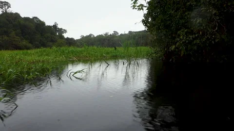 Low angle shows surface of a lagoon in flooded Amazon rainforest. Amazon basin 库存影片 337438374