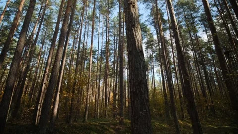 Low angle side movement shot looking up at pine tree trunks Stock Footage 348596716