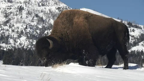 low angle side view of an american bison... | Stock Video | Pond5