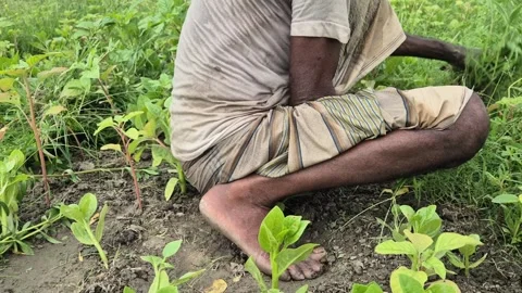 Low Angle Side View Of Barefoot Farmer Crouching And Working In Crop Field Stock Footage 341782486