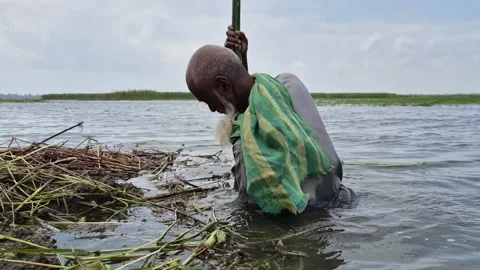 Low Angle Side View Of Farmer Driving Bamboo Pole To Anchor Jute Stack Stock Footage 340301536