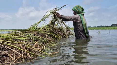 Low Angle Side View Of Farmer Covering Jute Stack With Water Hyacinth Stock Footage 340301609