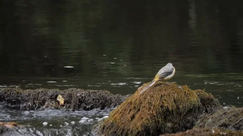 Low Angle Side View Grey Wagtail Resting on Rock Next To Water Stream Stock Footage 208634807