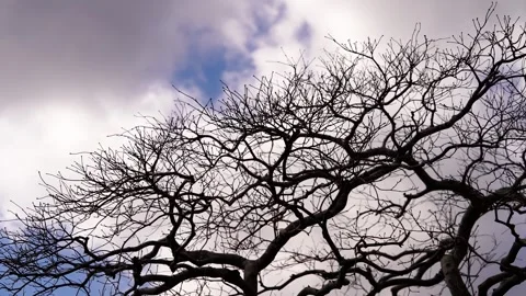 Low angle silhouette of bare tree branches against cloudy sky Stockbeeldmateriaal 346375190