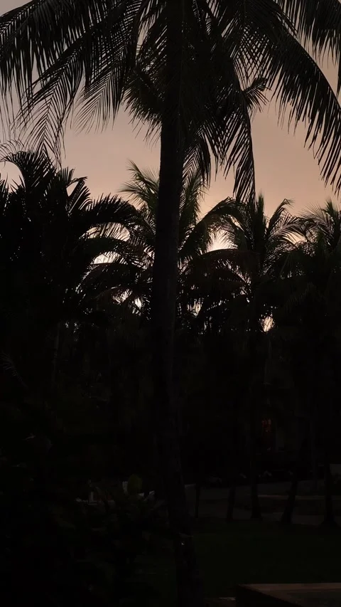 Low-angle silhouette of towering palm trees against a pale, twilight sky. Stock Footage 333206836
