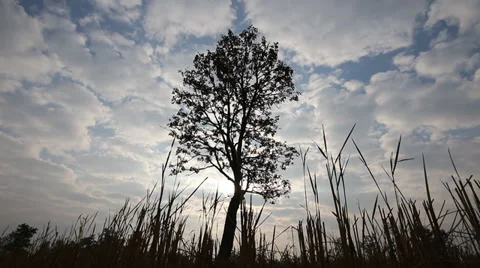 $low angle silhouette tree with sky 库存影片 33836322