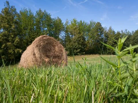 Low angle of single hay roll bale in field against forest during summer day Stock Photos