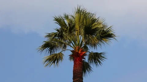 Low Angle of Single Tropical Palm Tree Crown Against Clear Blue Sky in Sunlight Stock Footage 348192767