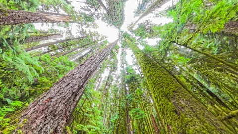 Low Angle Skyward View of Tall Evergreen Trees in Lush Rainforest, Tracking Shot Stock-Footage 329003088