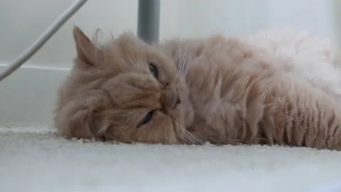 Low angle of sleeping Persian cat on the floor with 4k resolution Stock Footage 158918326