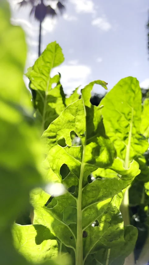 Low angle slider in garden bed among healthy lush spinach plants Stock Footage 328823865