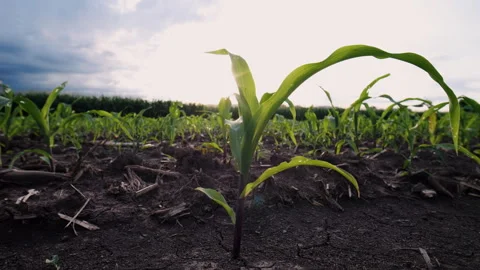 Low-angle slider shot of a green corn maize field Video stock 276961217