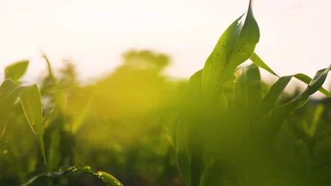 Low-angle slider shot of a green corn maize field Stock Footage 277108222