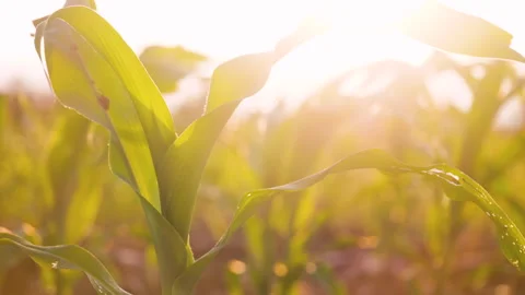 Low-angle slider shot of a green corn maize field Stock Footage 277108228