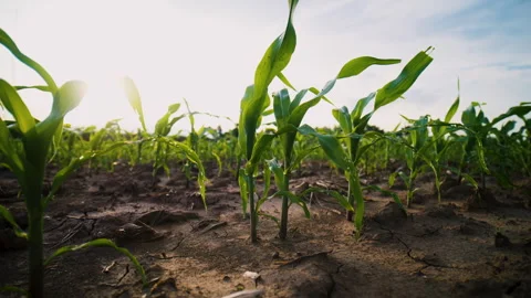 Low-angle slider shot of a green corn maize field Stock Footage 277108232