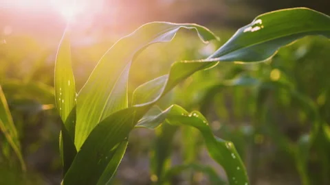 Low-angle slider shot of a green corn maize field Stock Footage 277175422