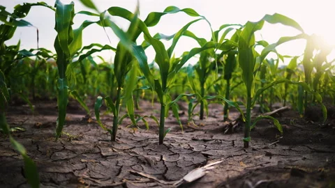 Low-angle slider shot of a green corn maize field Stock Footage 277175435