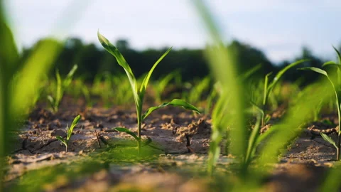 Low-angle slider shot of a green corn maize field Stock Footage 277349435