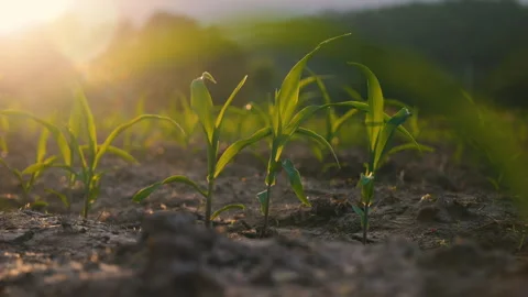 Low-angle slider shot of a green corn maize field Stock Footage 277349477