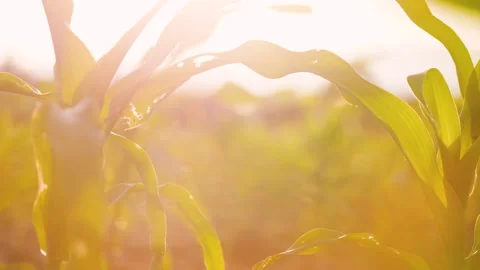 Low-angle slider shot of a green corn maize field Stock Footage 277475496