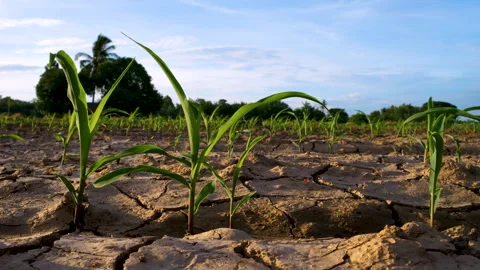 Low-angle slider shot of a green corn maize field Stock Footage 277475766
