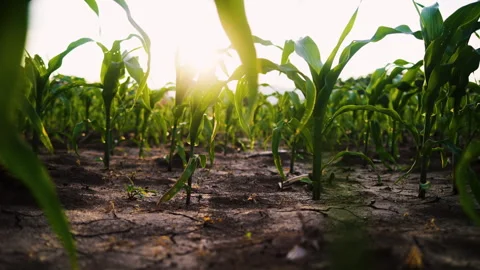 Low-angle slider shot of a green corn maize field Stock Footage 277475911