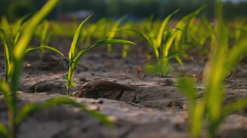 Low-angle slider shot of a green corn maize field Stock Footage 277475963