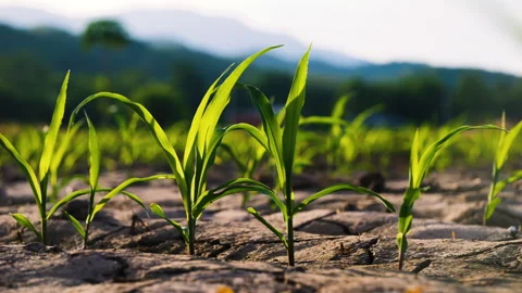 Low-angle slider shot of a green corn maize field Stock Footage 277475997