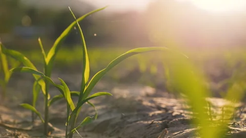 Low-angle slider shot of a green corn maize field Video stock 277588928