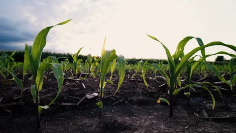 Low-angle slider shot of a green corn maize field Stock Footage 277588937