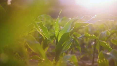 Low-angle slider shot of a green corn maize field Stock Footage 277589044