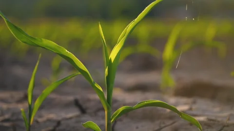 Low-angle slider shot of a green corn maize field Stock Footage 277859555