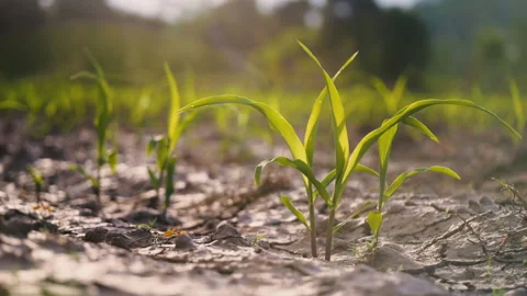 Low-angle slider shot of a green corn maize field Stock Footage 277859561