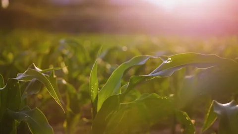 Low-angle slider shot of a green corn maize field Stock Footage 277859567