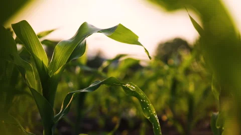 Low-angle slider shot of a green corn maize field Video stock 277902808