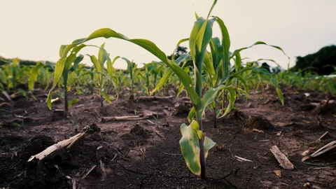 Low-angle slider shot of a green corn maize field Stock Footage 277903317