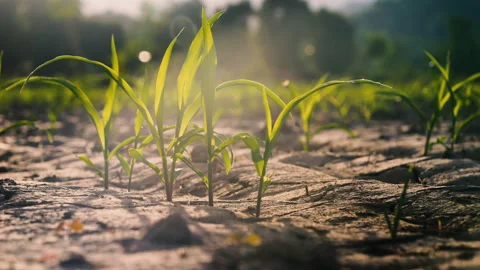Low-angle slider shot of a green corn maize field Video stock 277903692