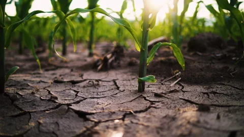 Low-angle slider shot of a green corn maize field Stock Footage 281309904